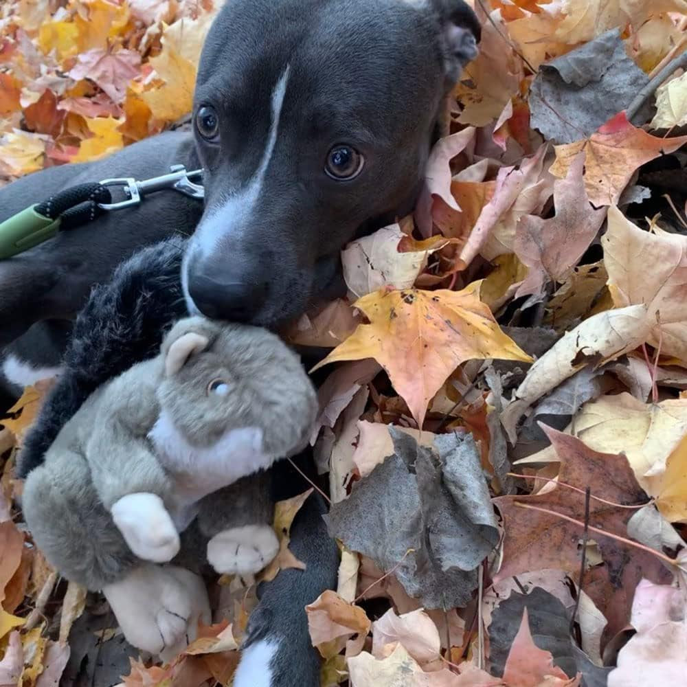Smartpetlove Snuggle Puppy Tender-Tuffs Nature - Realistic Stuffed Dog Toy - Large Plush Squirrel Tough Dog Toy with Puncture Resistant Squeaker